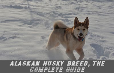 Alaskan Husky Breed, The Complete Guide