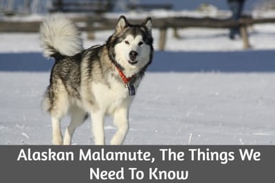Alaskan Malamute, The Things We Need To Know