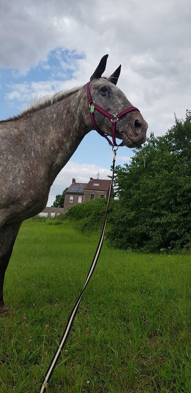 Équitation
