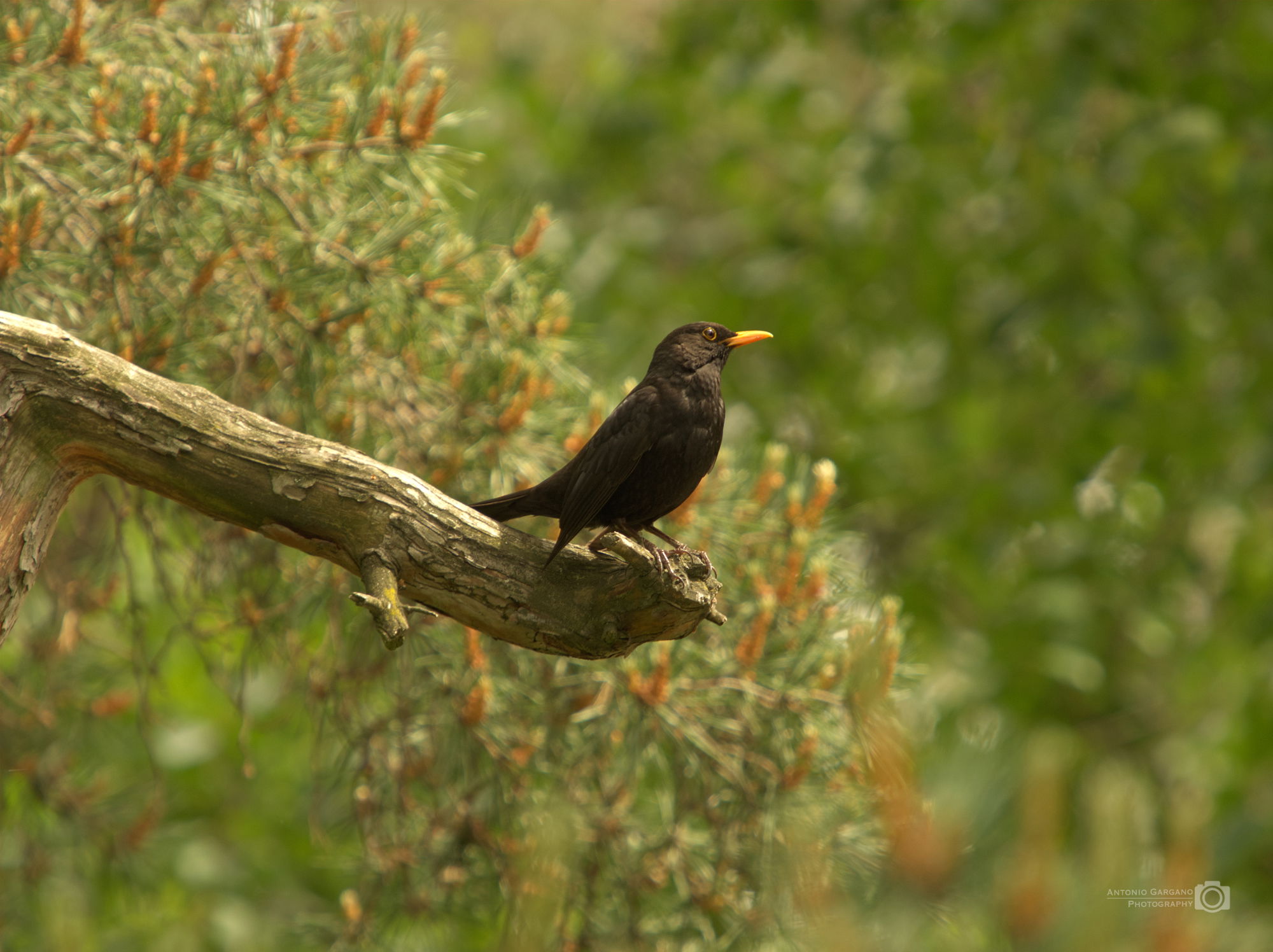 Amsel - Turdus merula