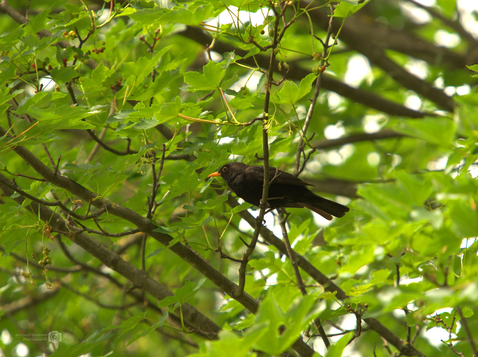 Amsel - Turdus merula