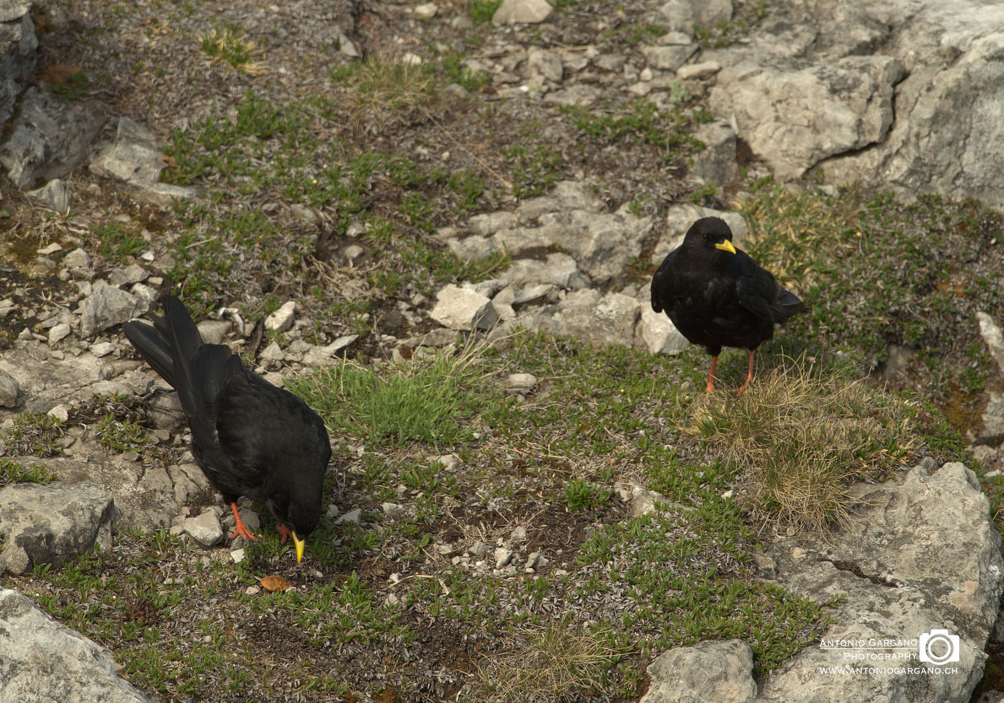 Alpendohle - Pyrrhocorax graculus