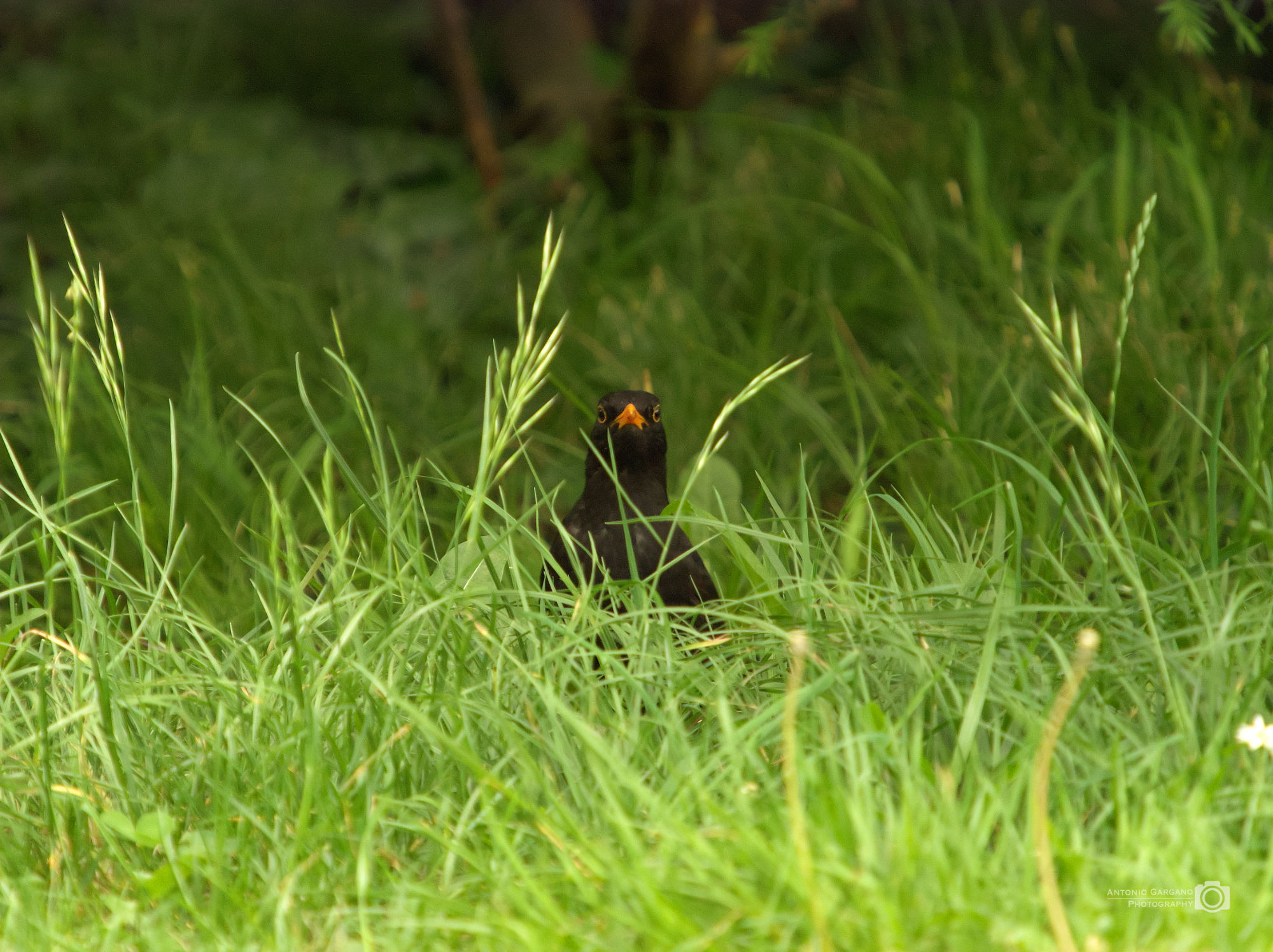 Amsel - Turdus merula