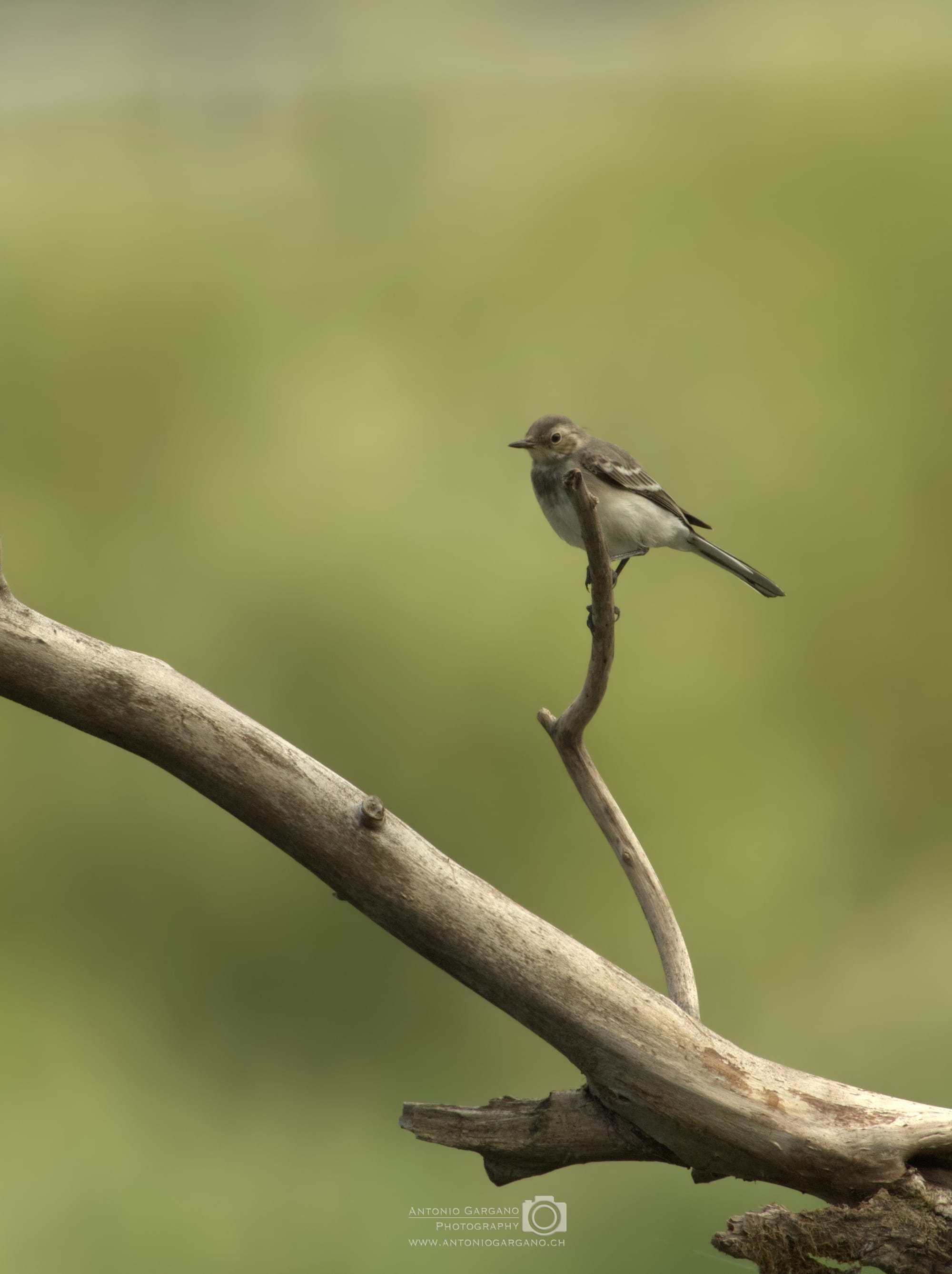 Bachstelze - Motacilla alba