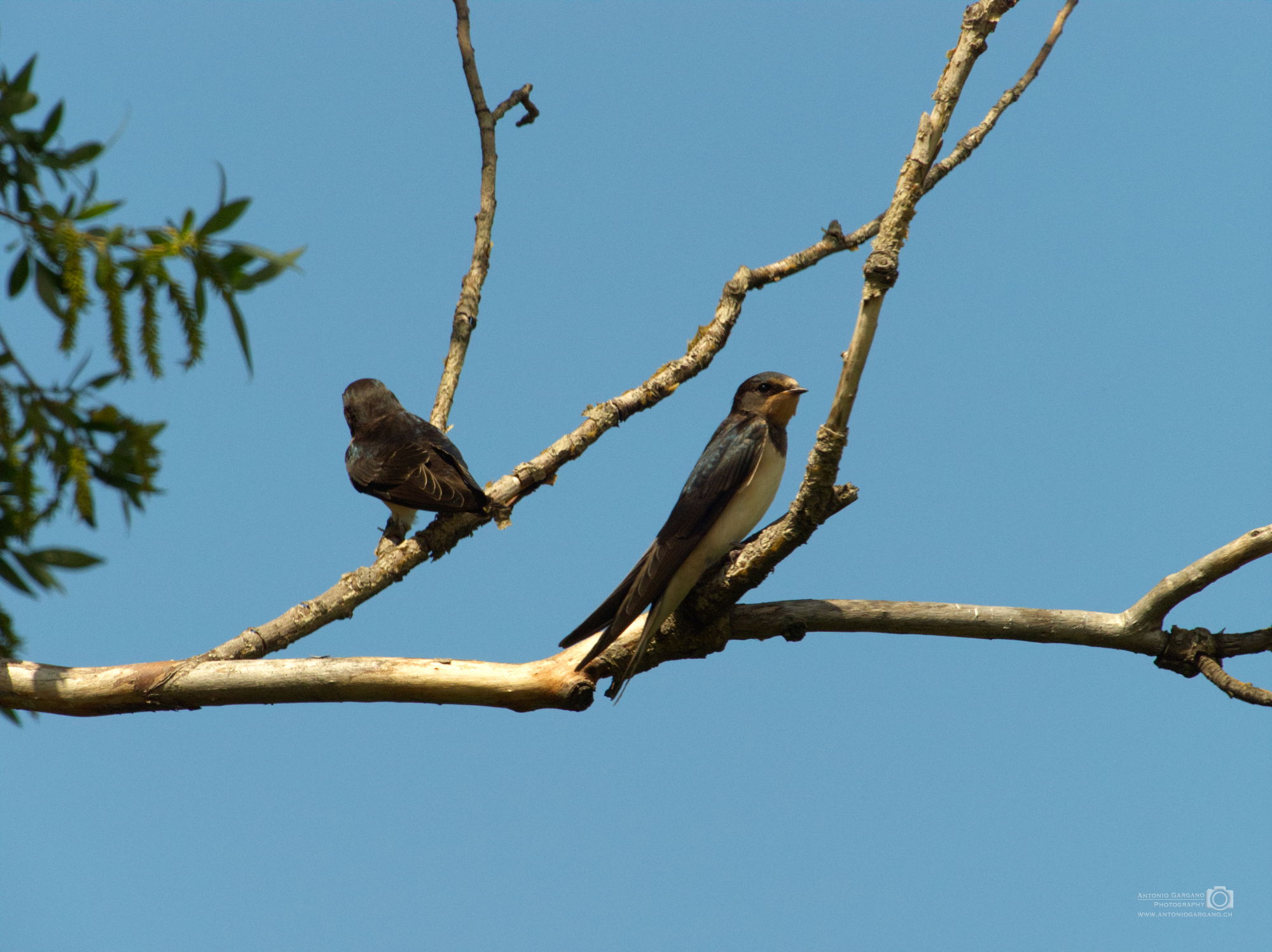 Rauchschwalbe - Hirundo rustica