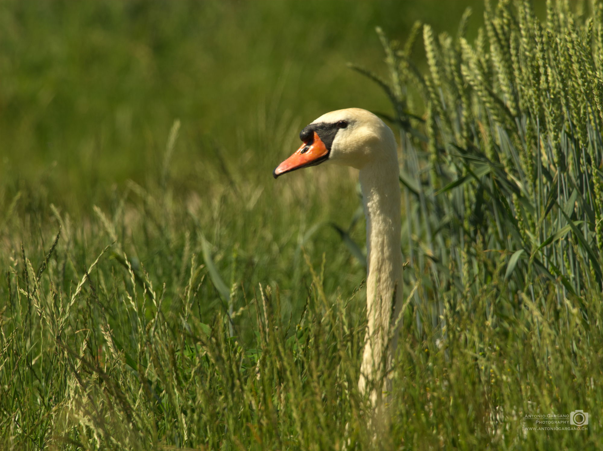 Höckerschwan - Cygnus olor