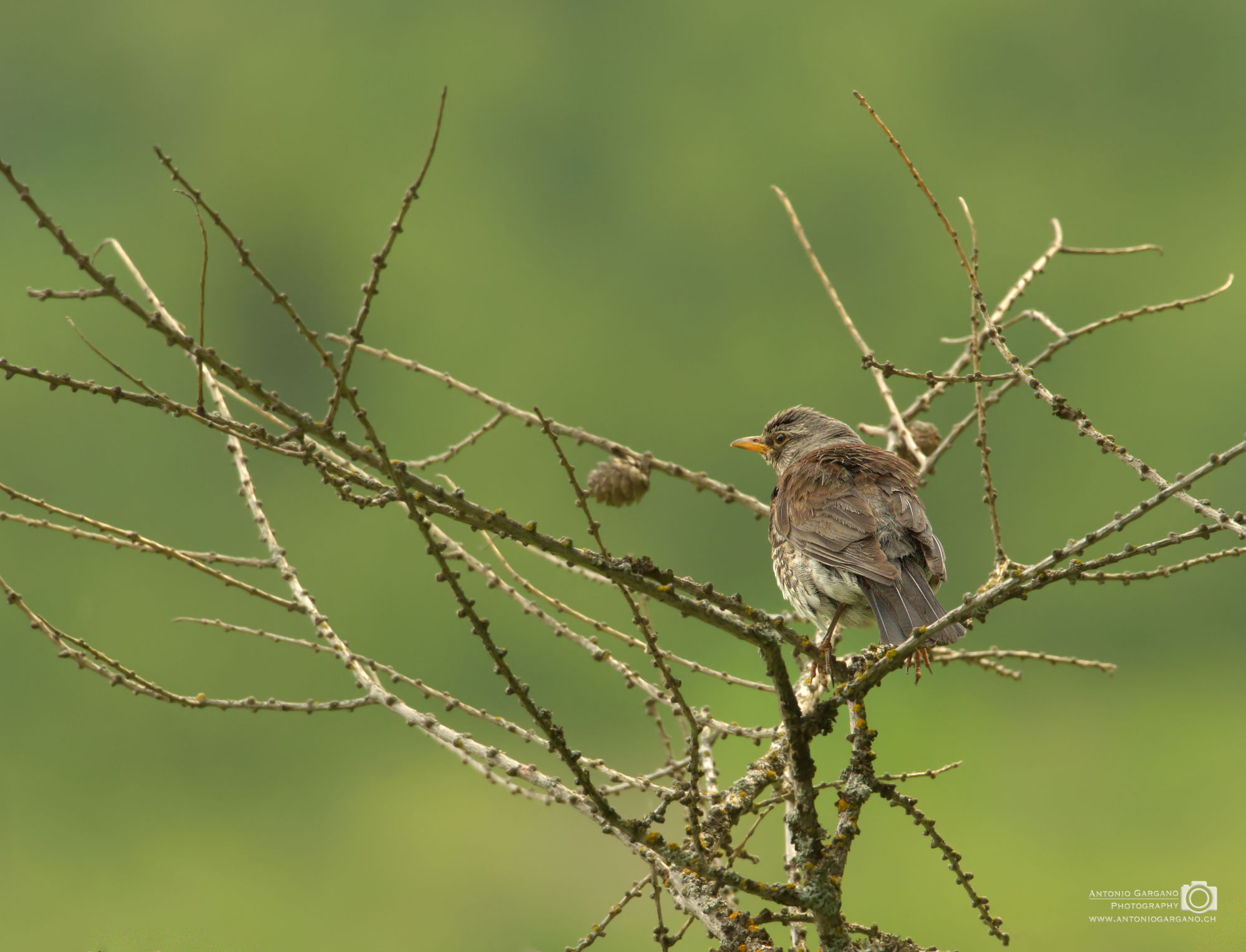 Wacholderdrossel - Turdus pilaris