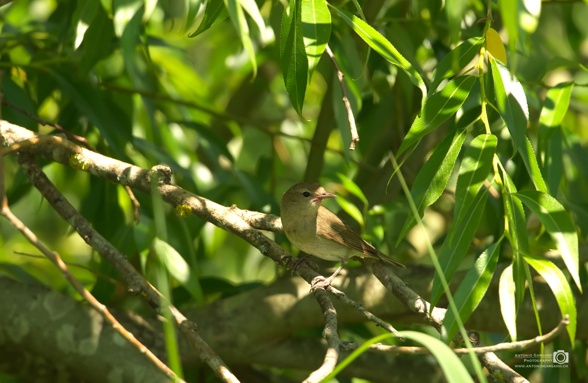 Sprosser - Luscinia luscinia