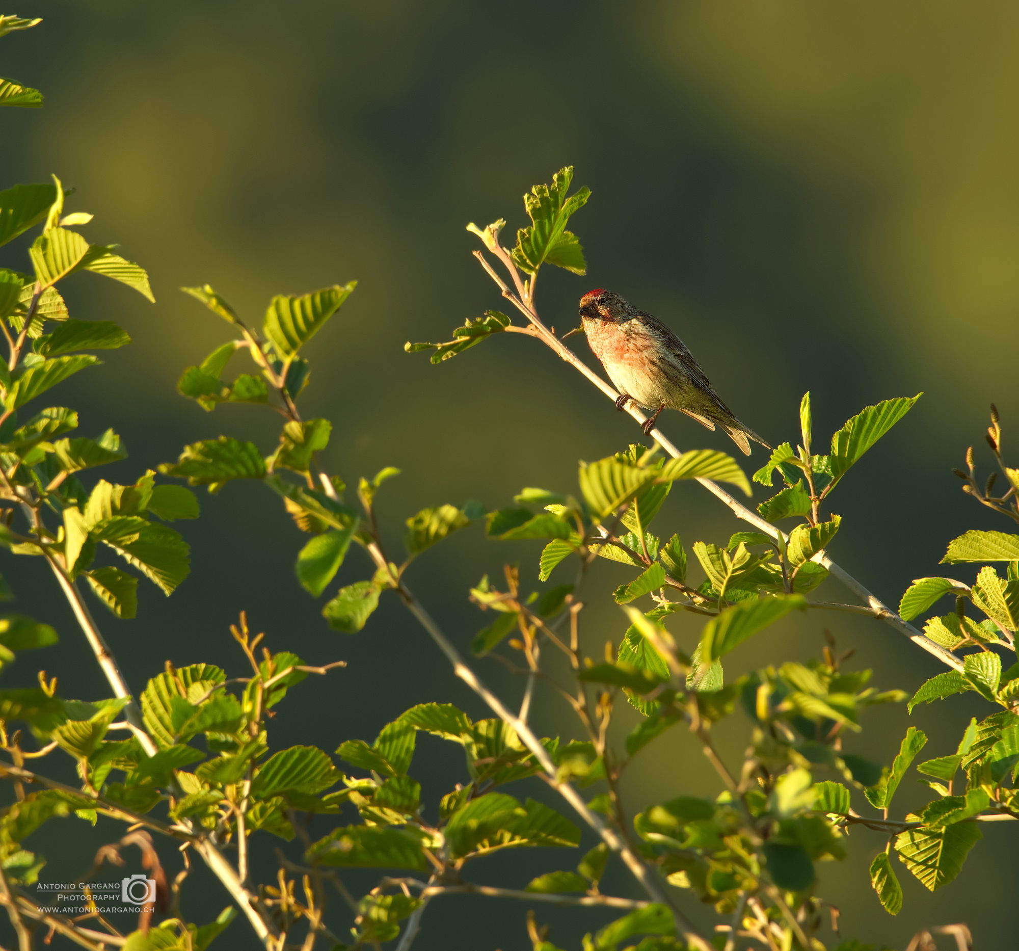 Birkenzeisig - Acanthis flammea