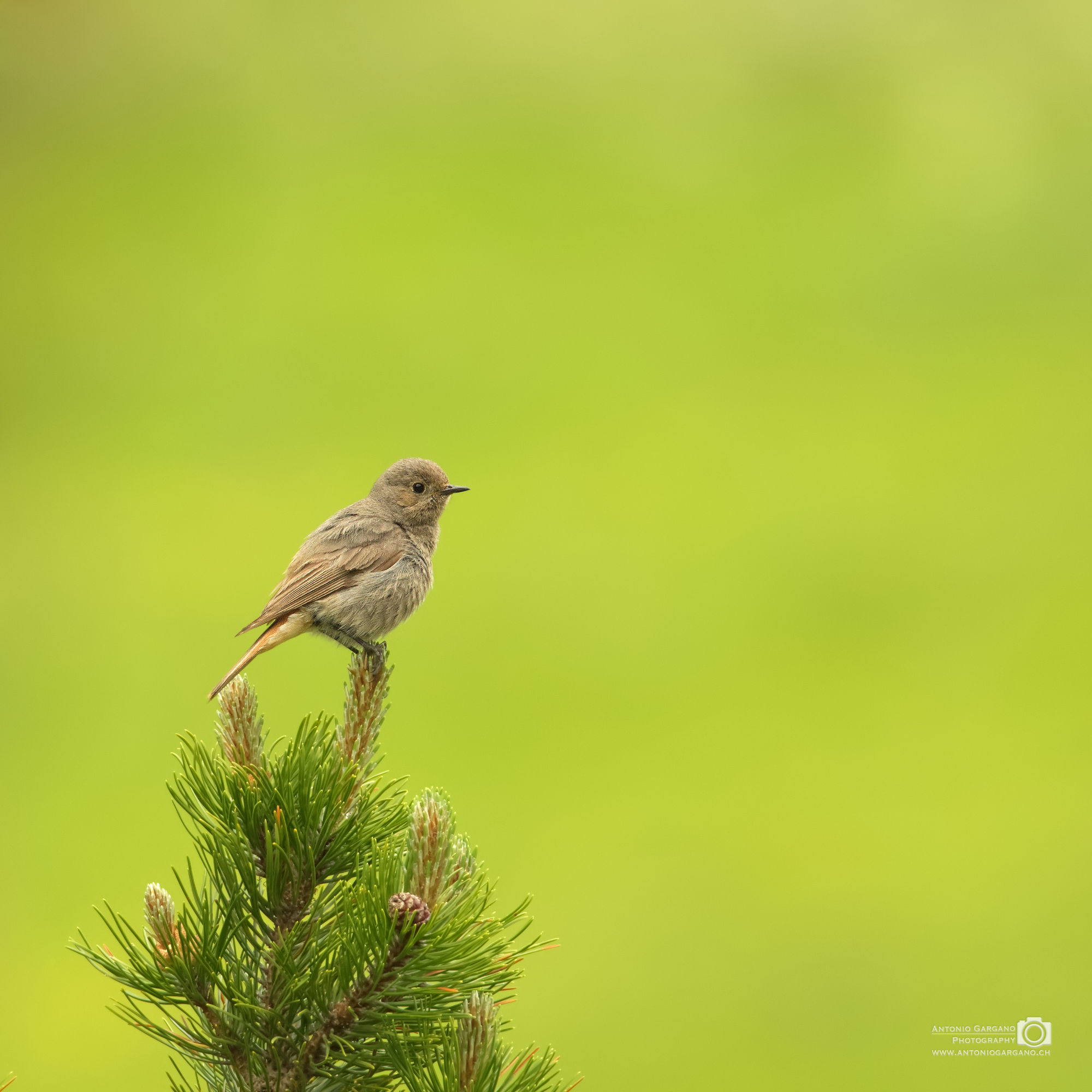 Gartenrotschwanz - Phoenicurus phoenicurus