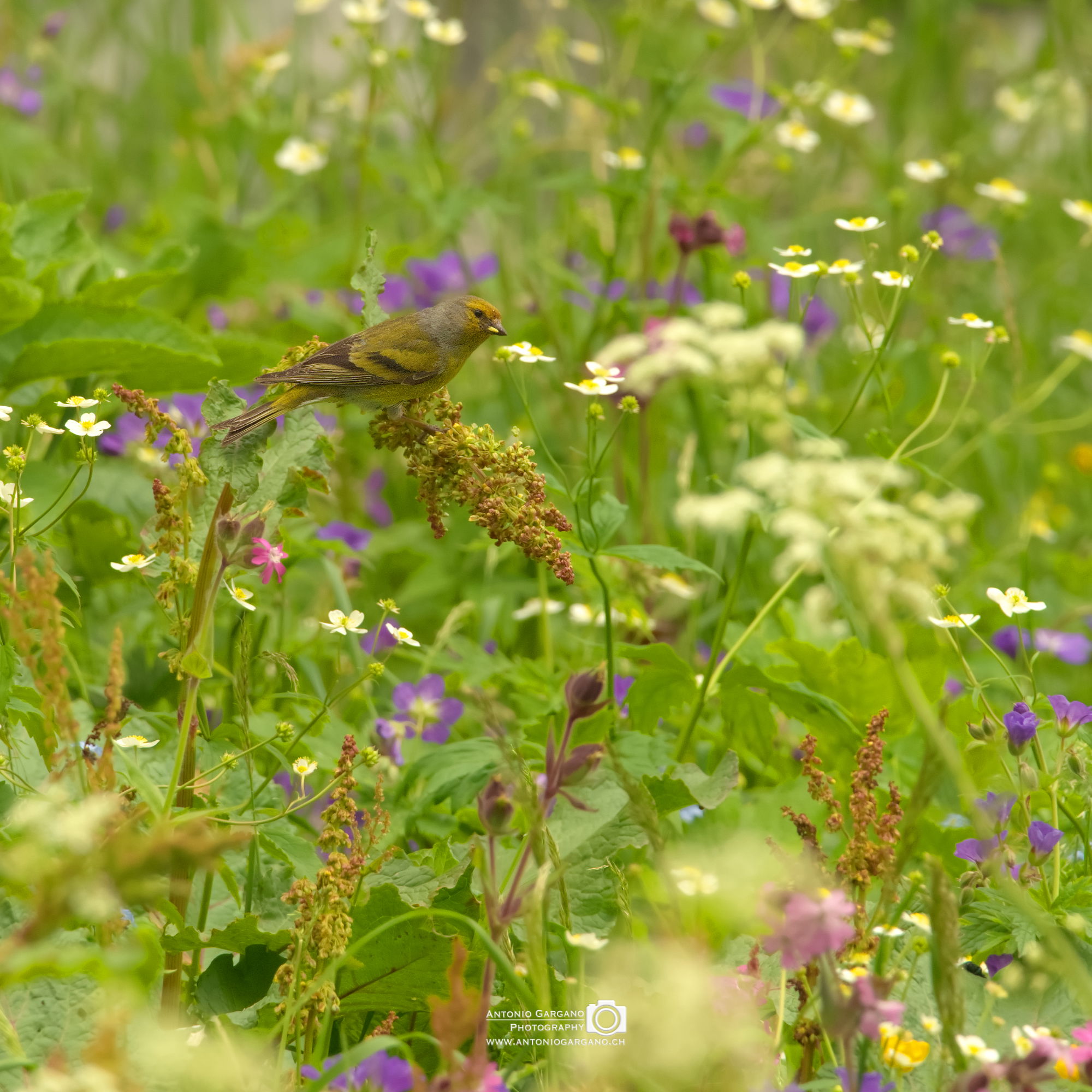 Zitronengirlitz - Serinus citrinella