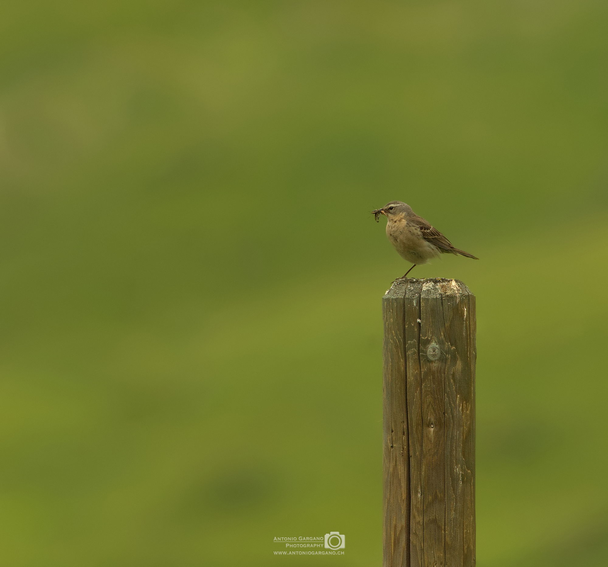 Bergpieper - Anthus spinoletta