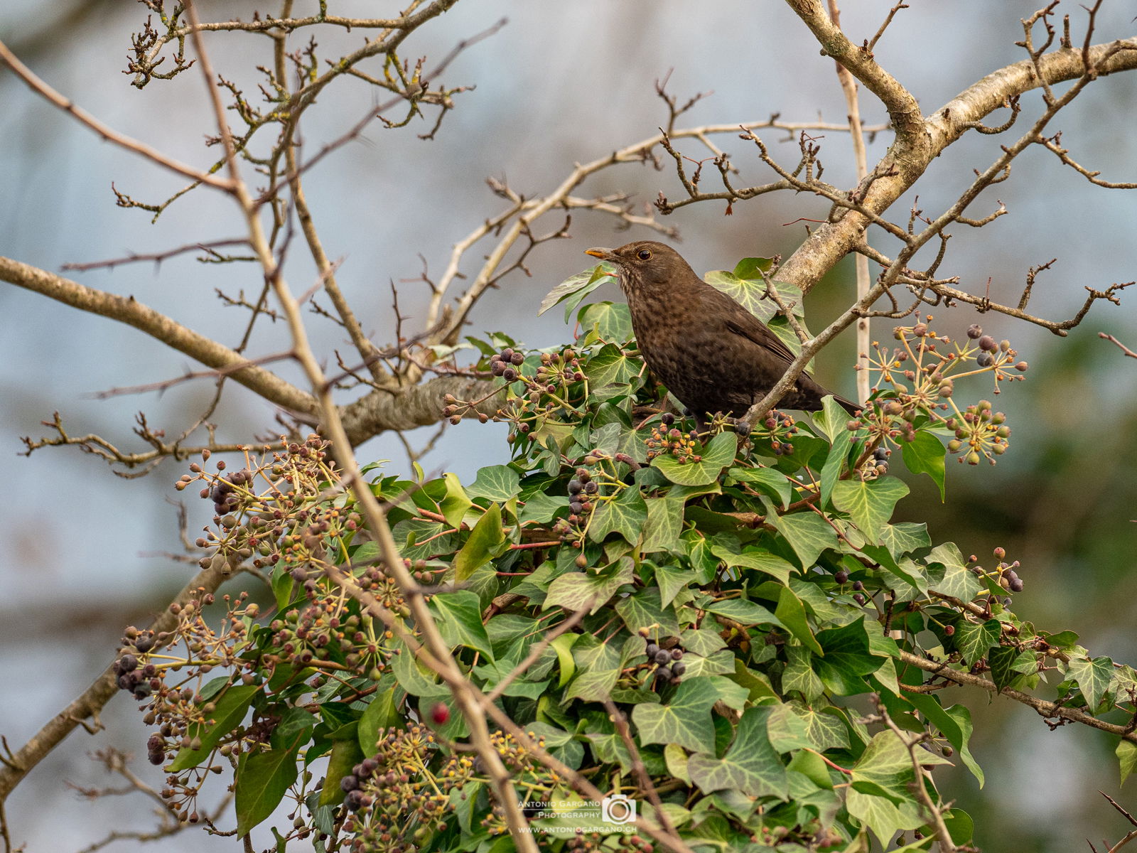 Amsel - Turdus merula