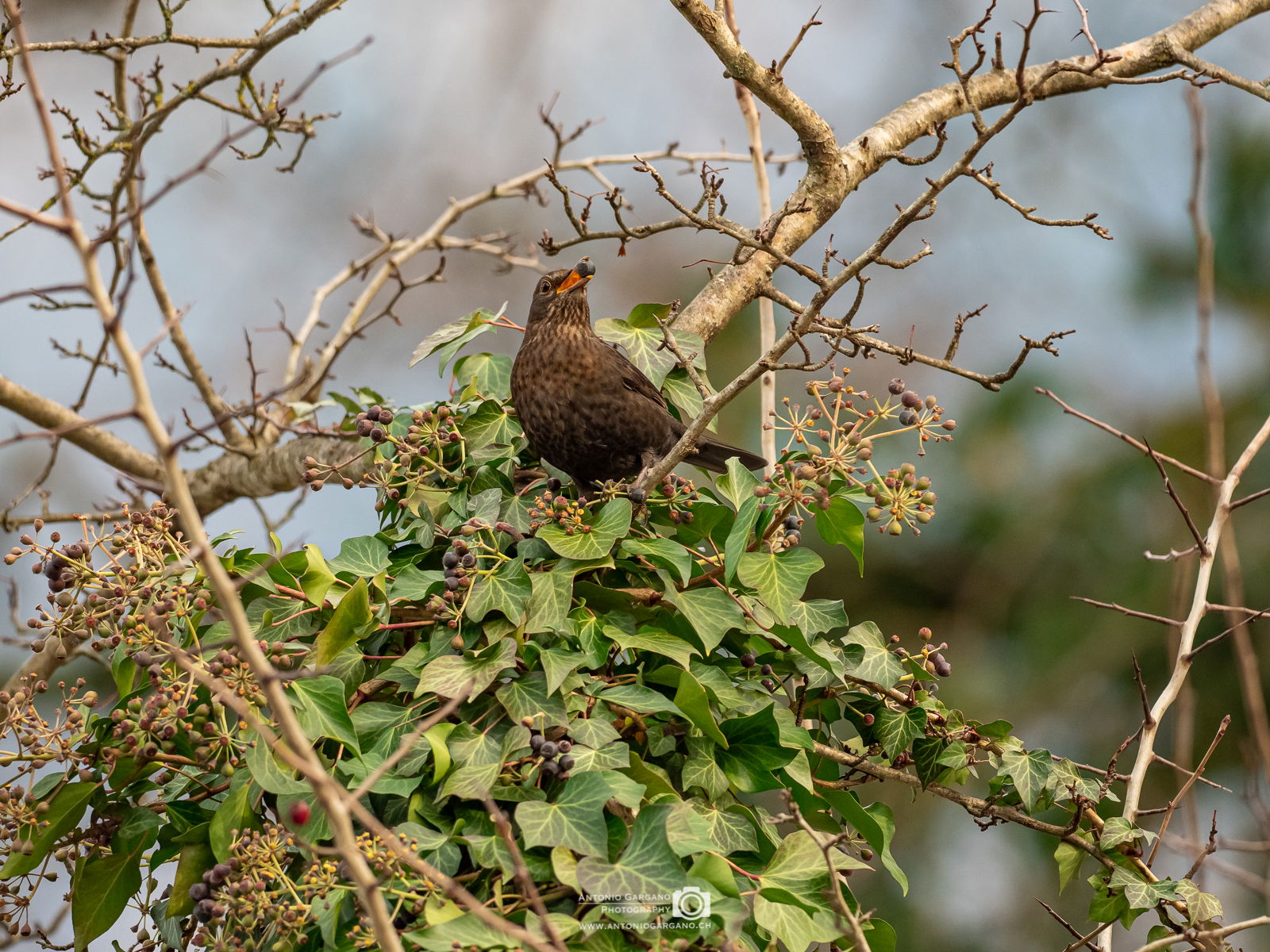 Amsel - Turdus merula