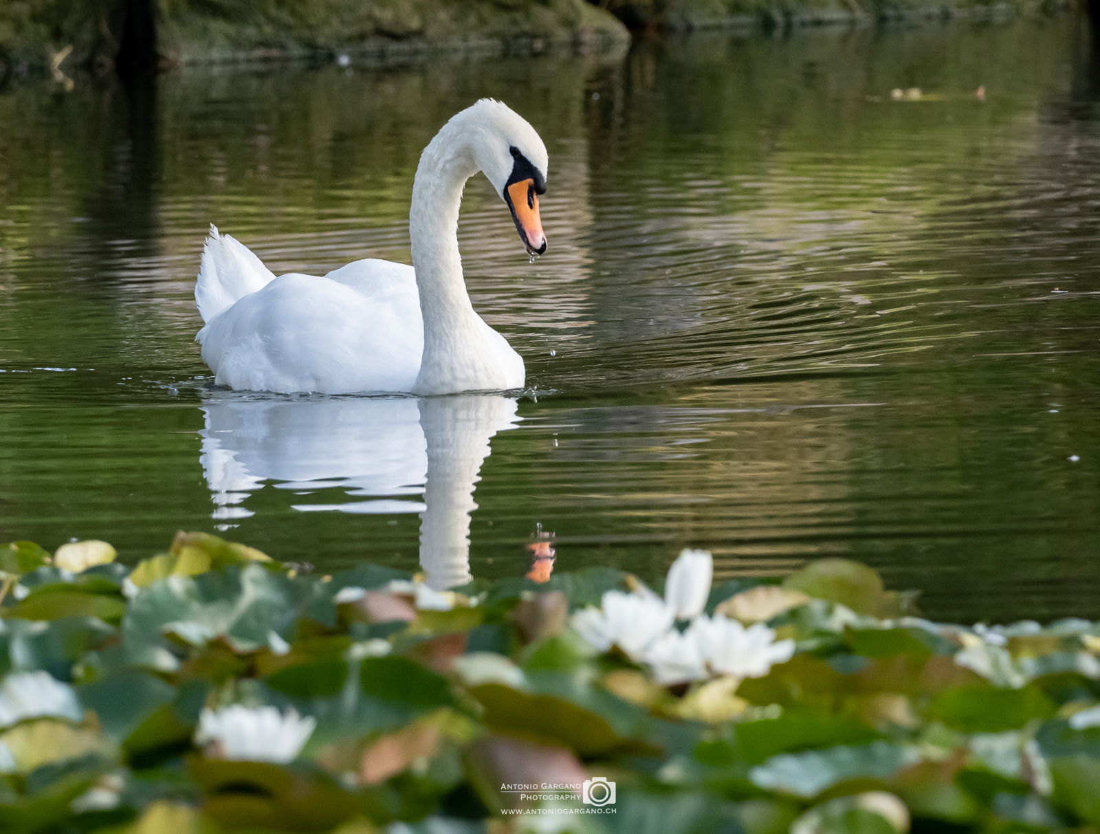 Höckerschwan - Cygnus olor