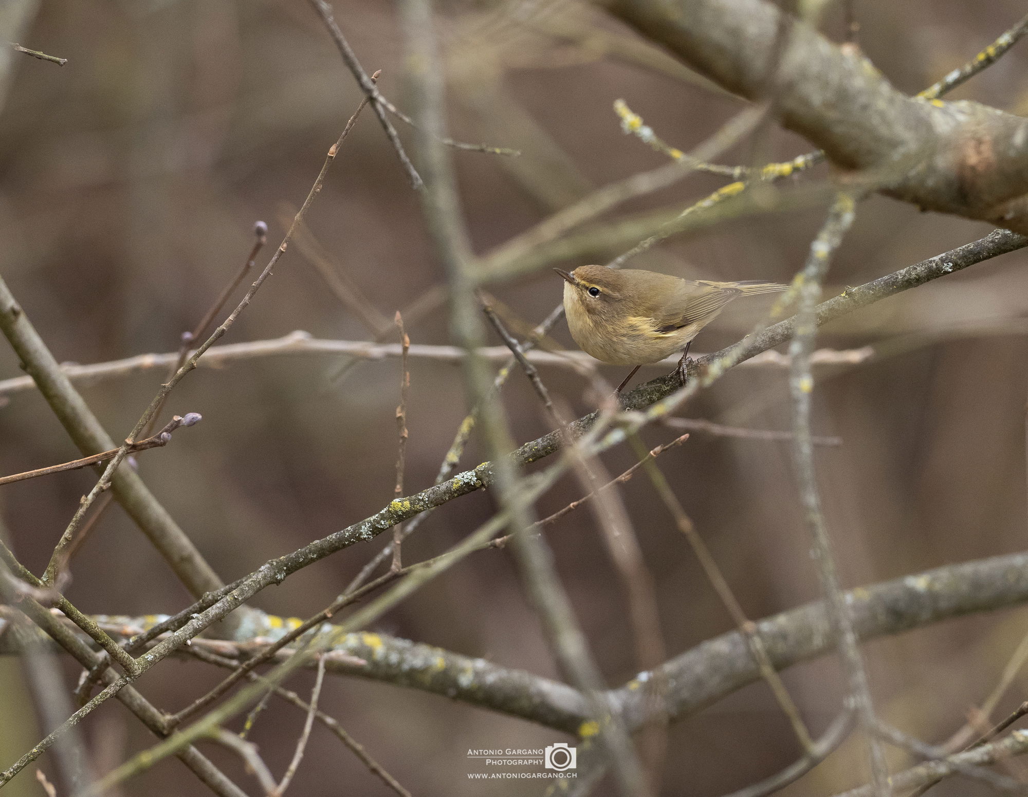 Zilpzalp - Phylloscopus collybita