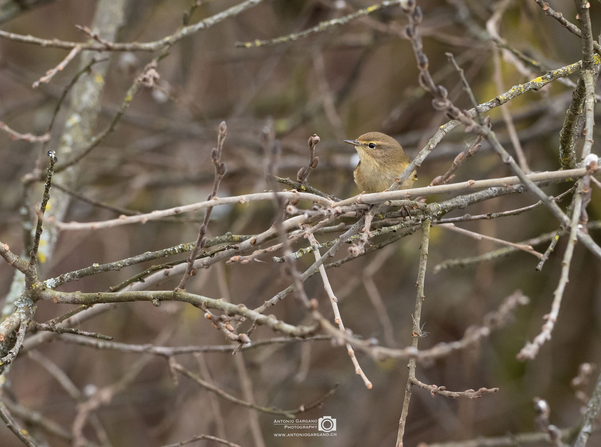 Zilpzalp - Phylloscopus collybita