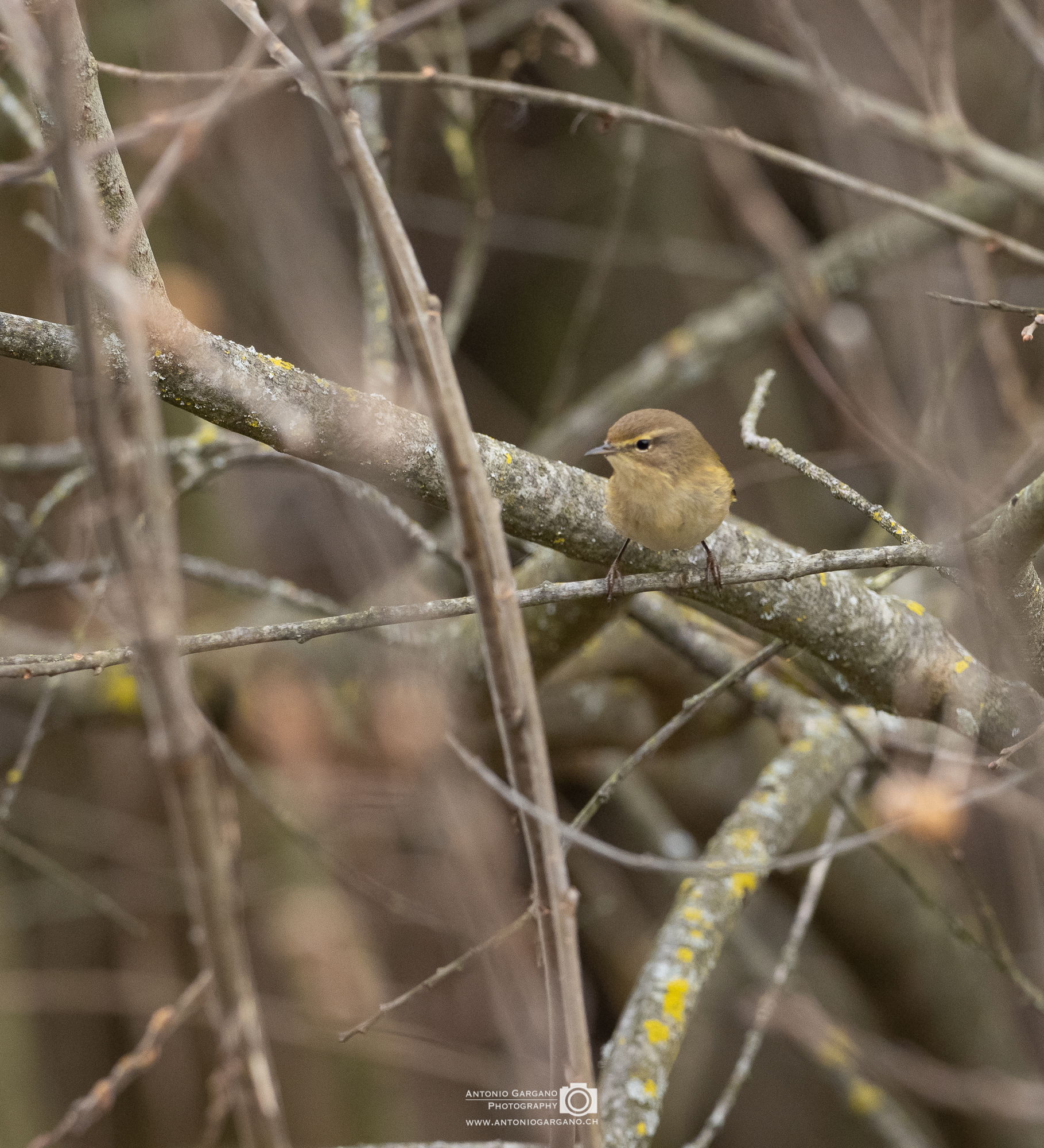 Zilpzalp - Phylloscopus collybita