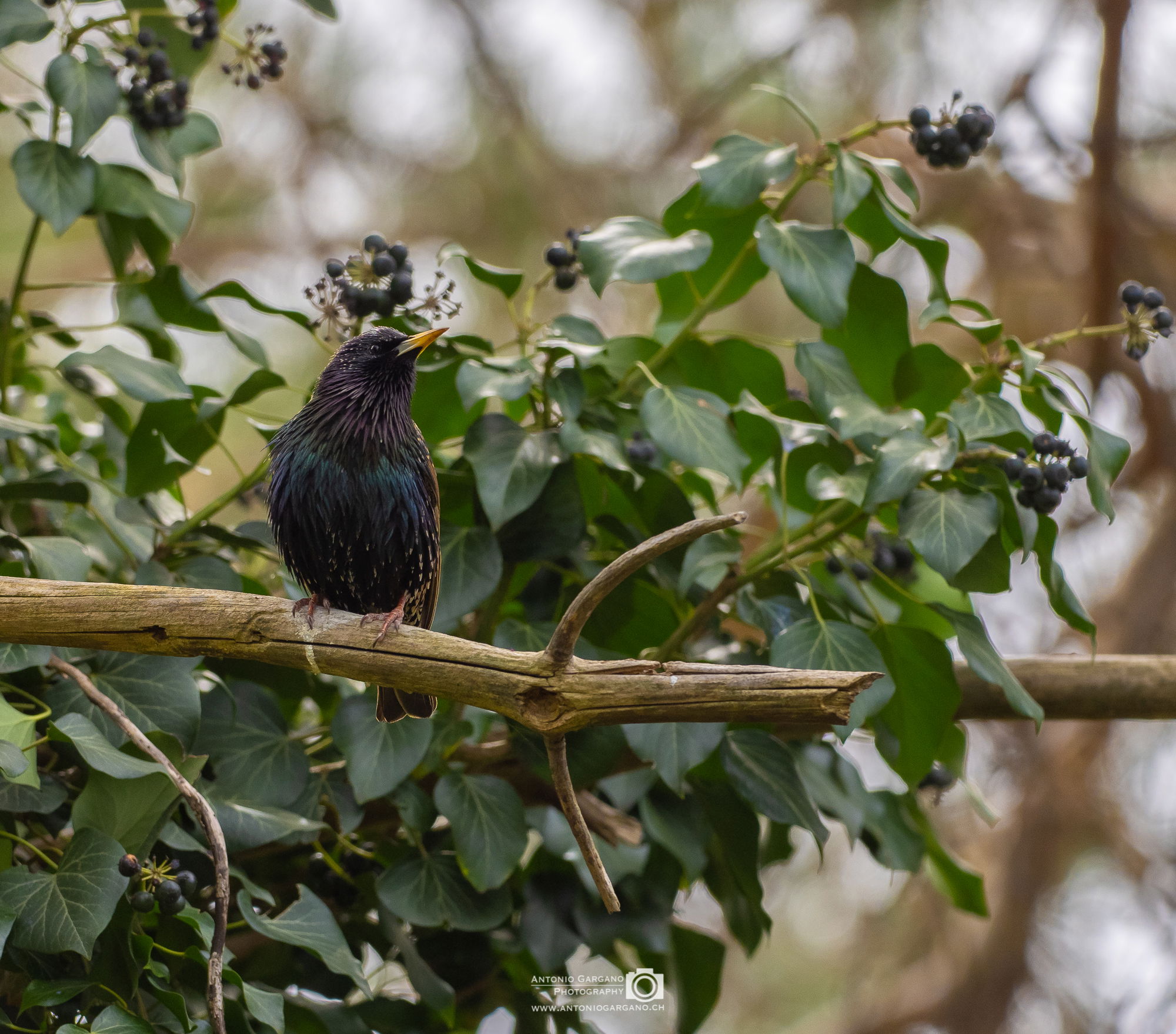 Star - Sturnus vulgaris