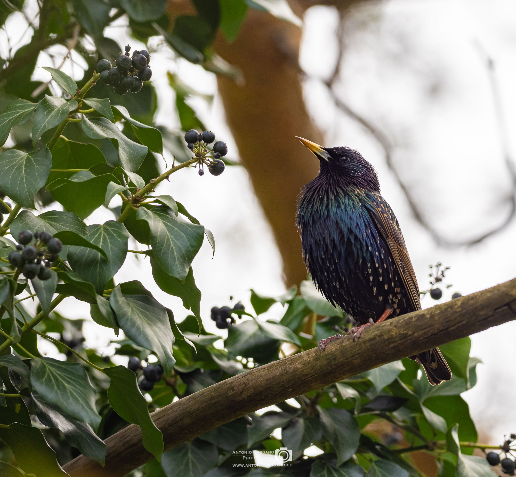 Star - Sturnus vulgaris