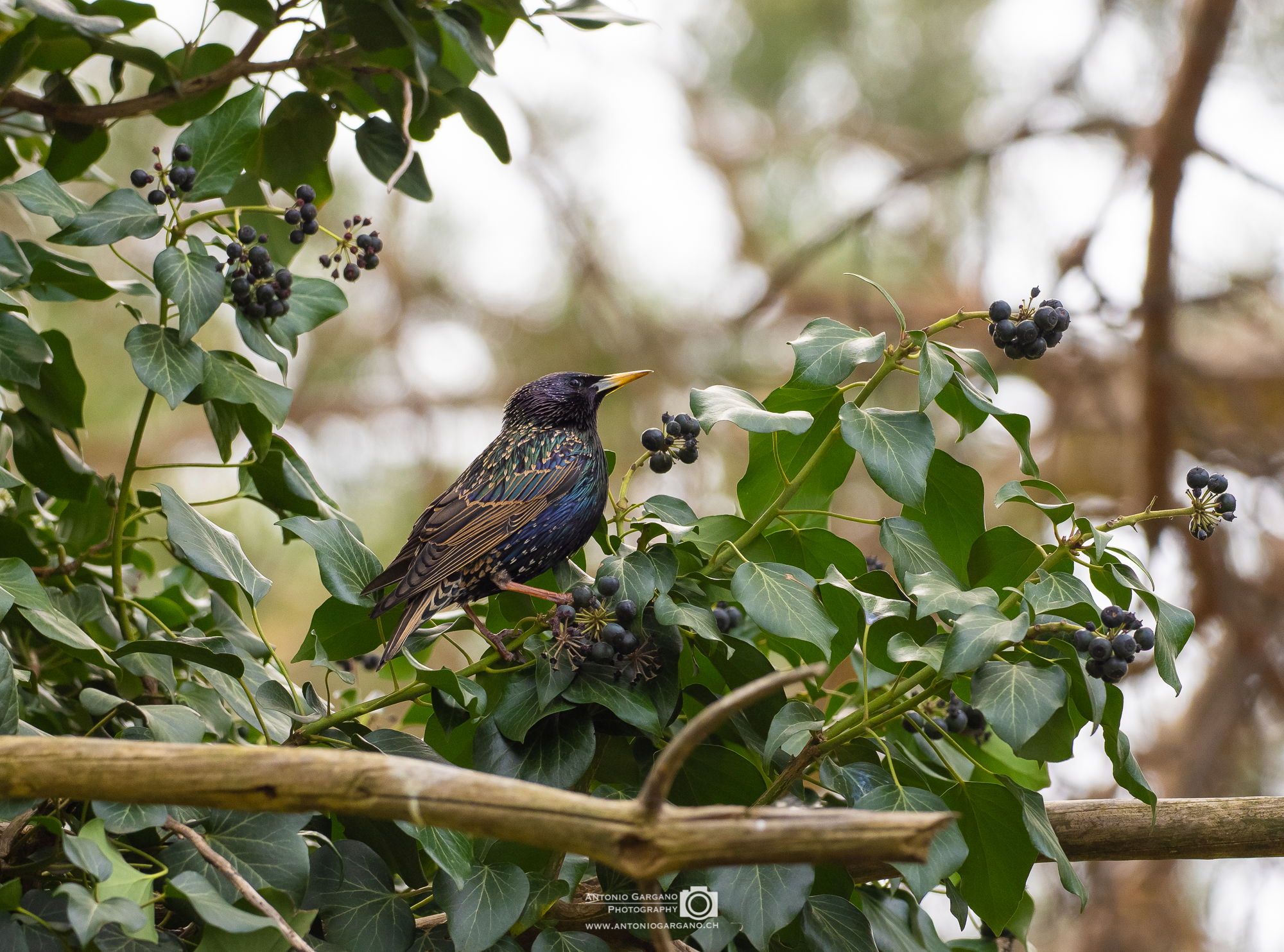 Star - Sturnus vulgaris