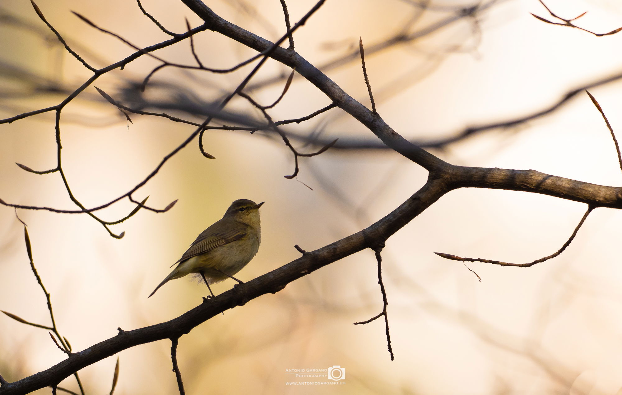 Zilpzalp - Phylloscopus collybita