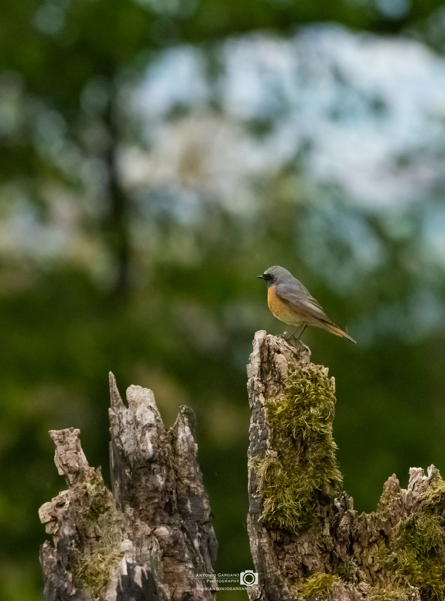 Gartenrotschwanz - Phoenicurus phoenicurus