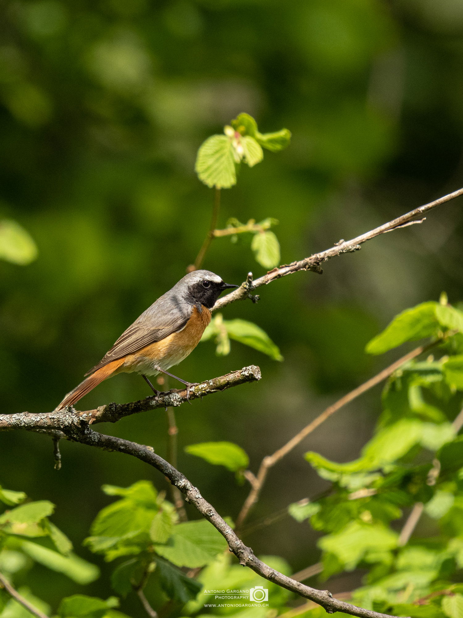 Gartenrotschwanz - Phoenicurus phoenicurus