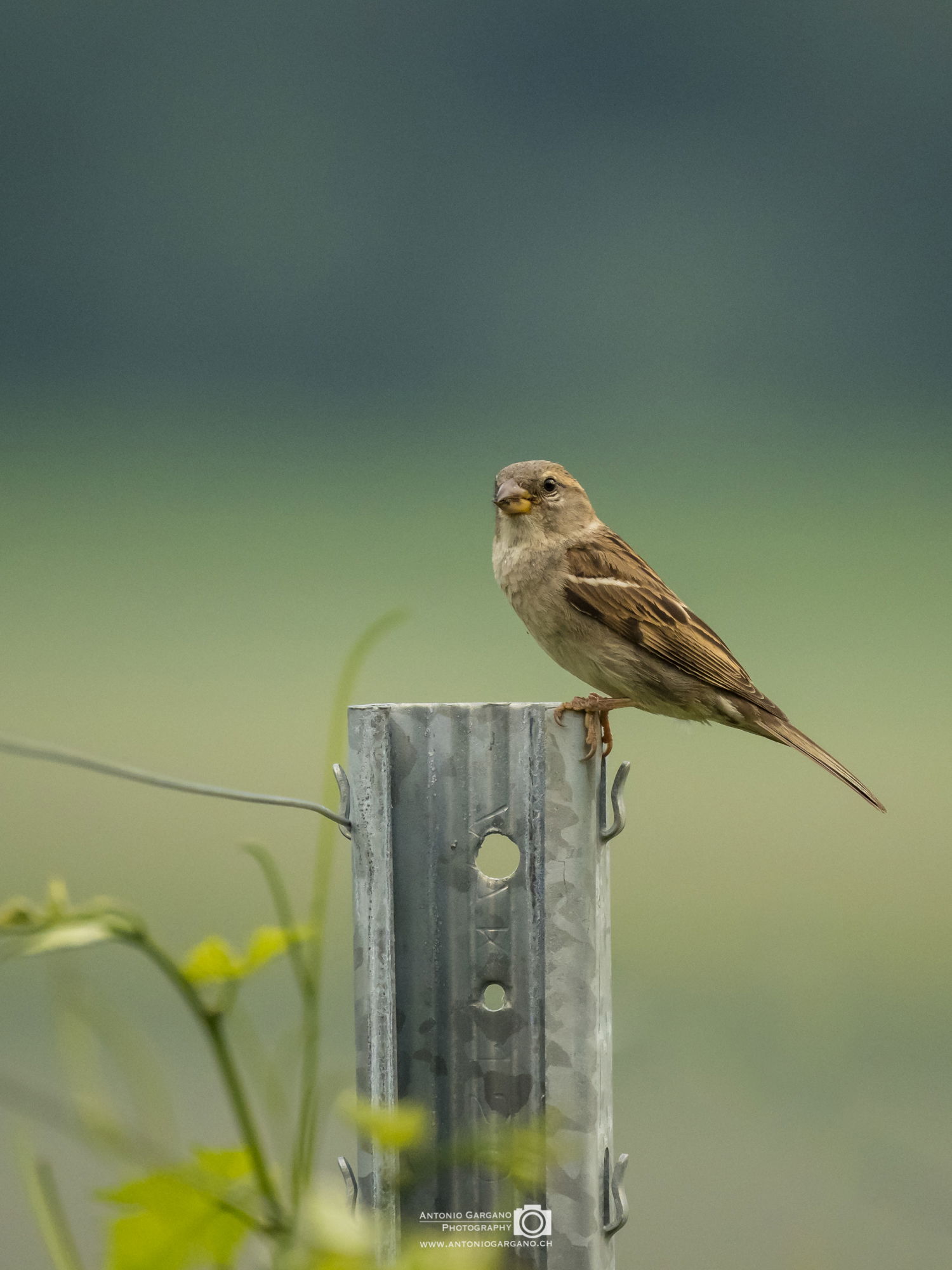 Haussperling- Passer domesticus