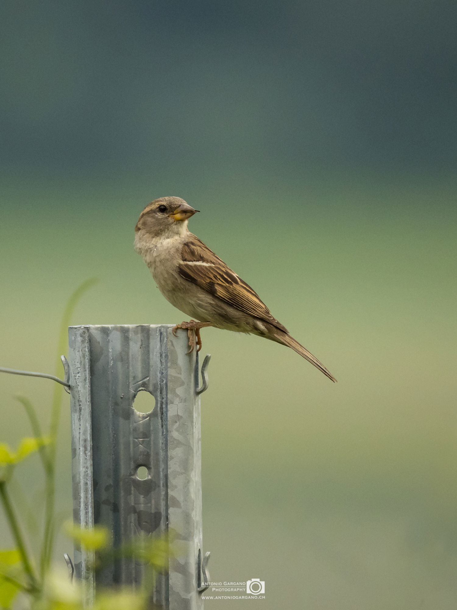 Haussperling- Passer domesticus