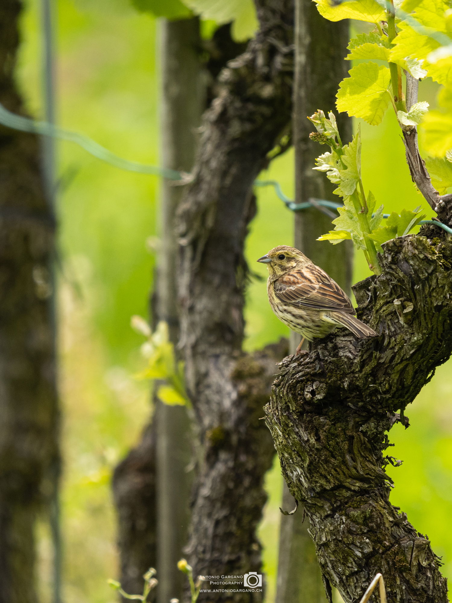 Goldammer - Emberiza citrinella