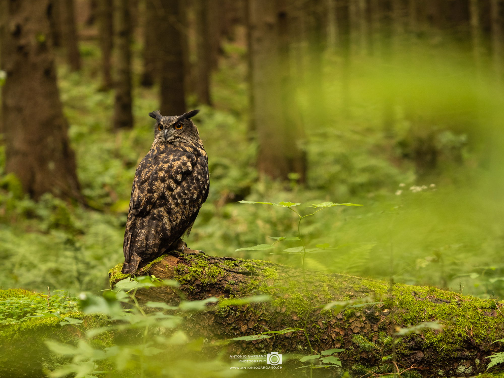 Uhu - Bubo bubo