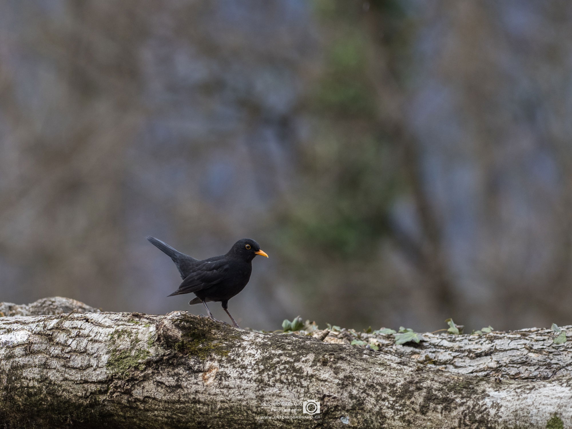 Amsel - Turdus merula