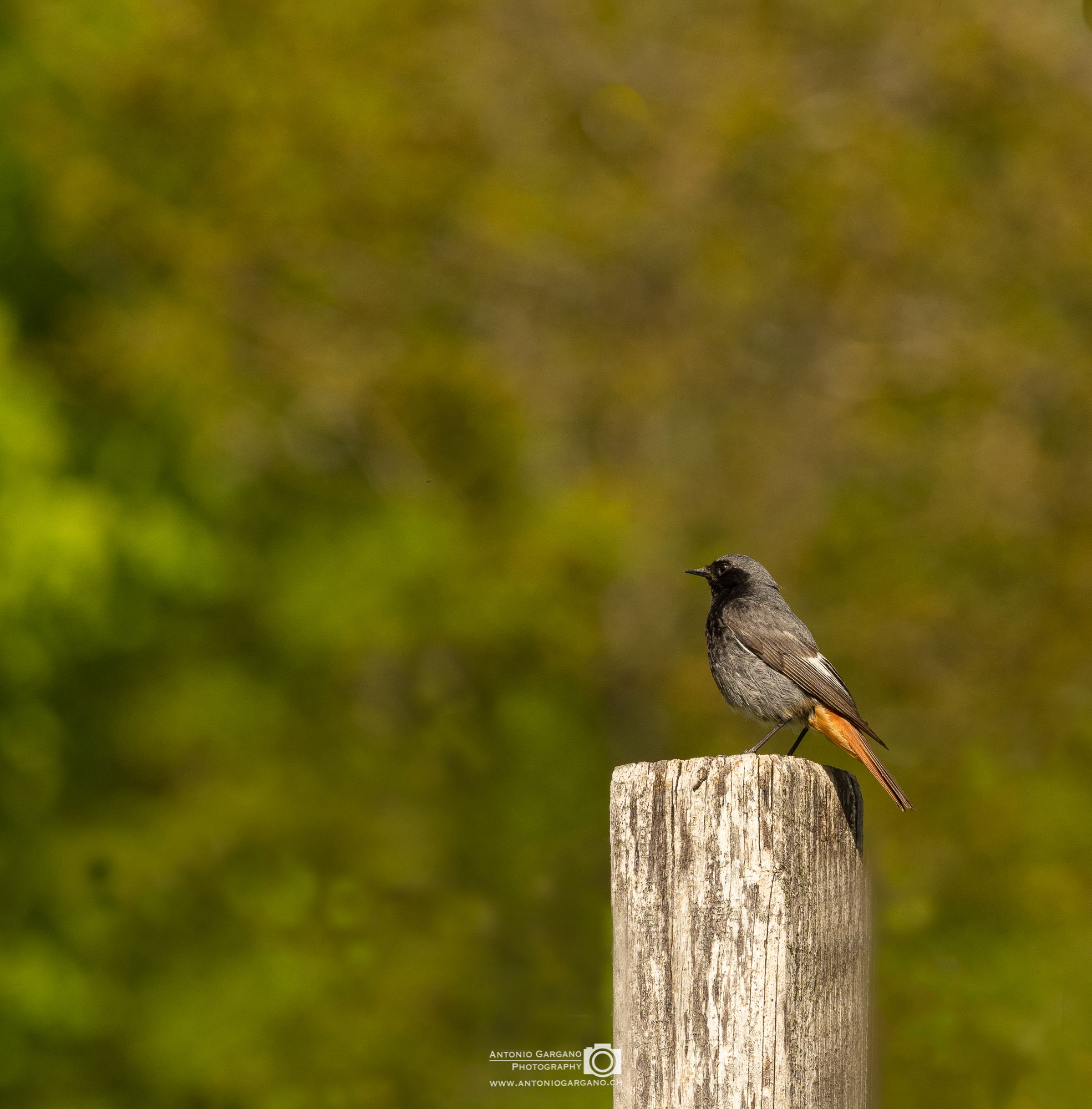 Gartenrotschwanz - Phoenicurus phoenicurus