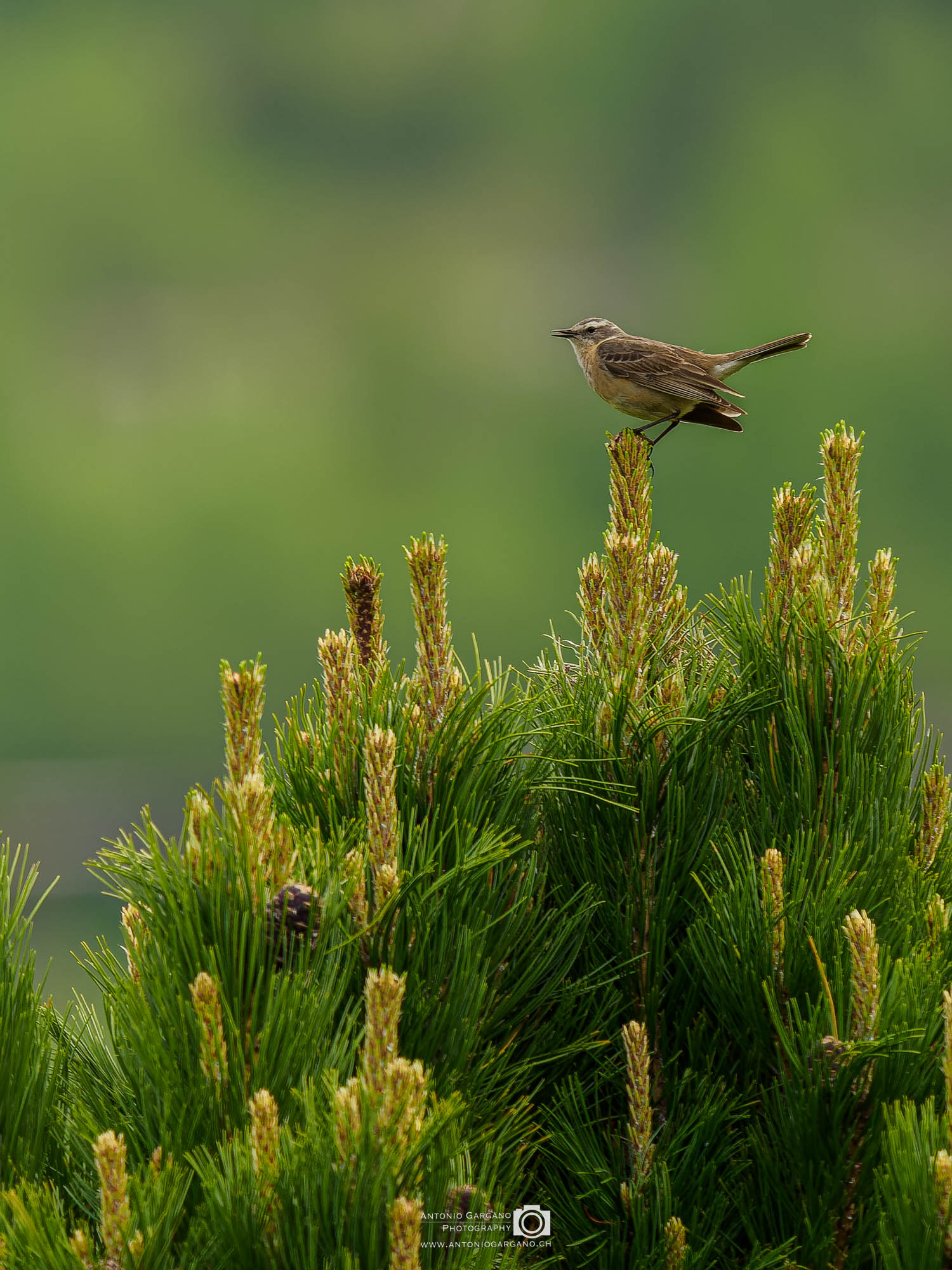 Bergpieper - Anthus spinoletta