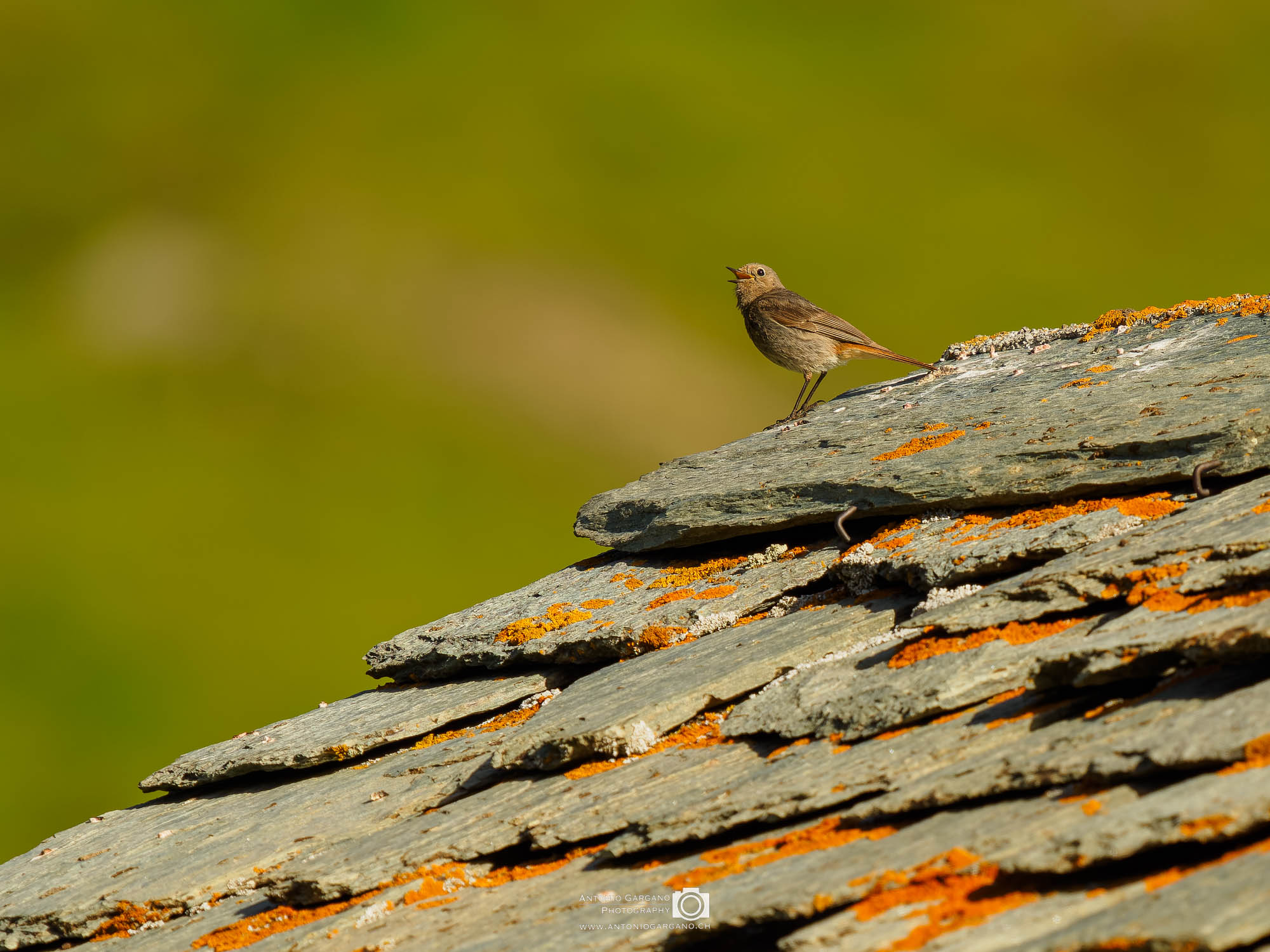 Gartenrotschwanz - Phoenicurus phoenicurus