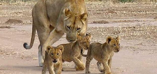 التوالد عند الحيوانات