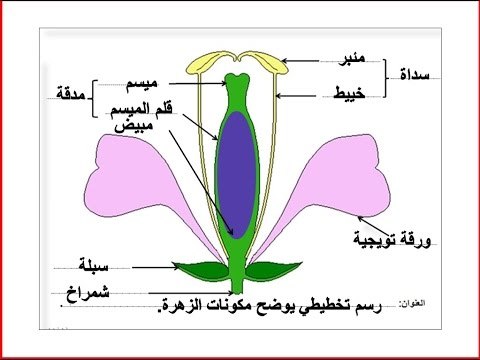 التوالد عند النباتات