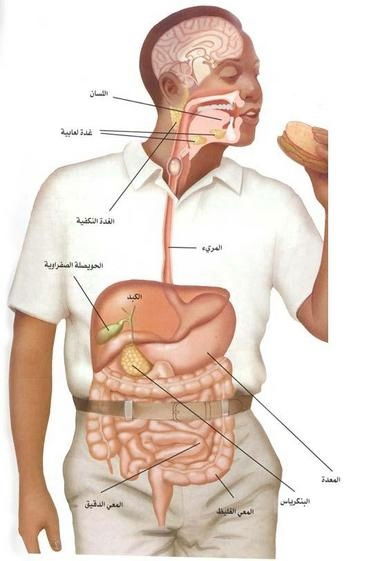 الهضم والامتصاص