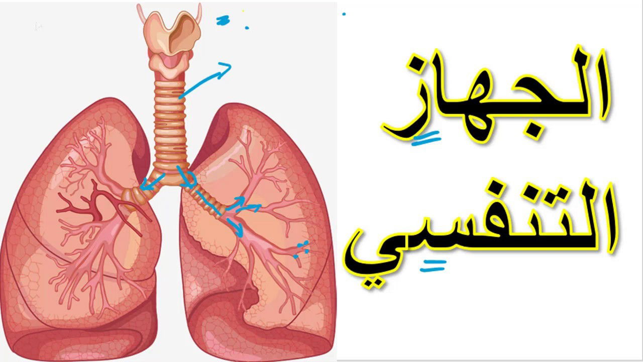 التنفس عند الإنسان