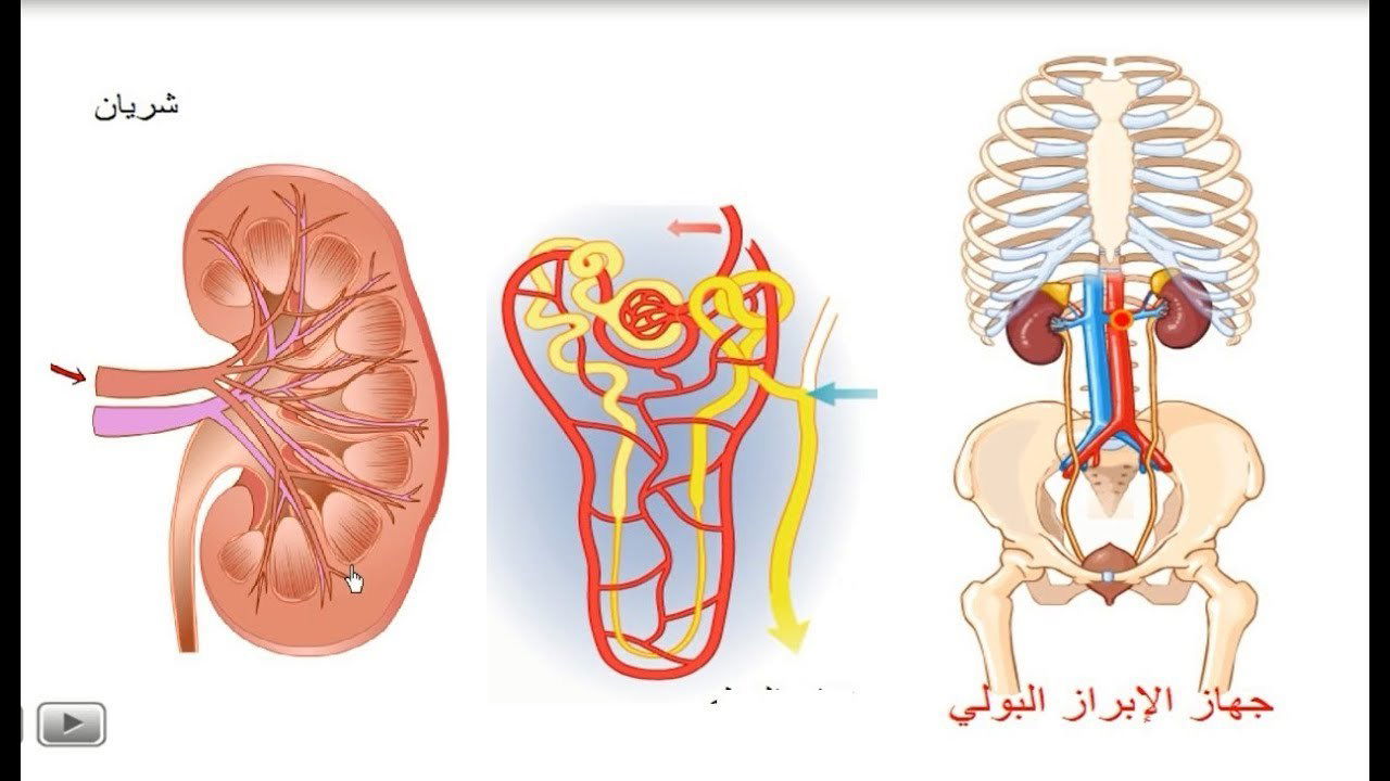 الإبراز البولي