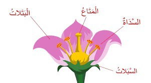 النشاط العلمي : درس النباتات-