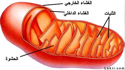 استهلاك المادة العضوية وتدفق الطاقة