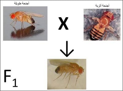 القوانين الإحصائية لانتقال الصفات الوراتية عند ثنائيات الصيغة الصبغية