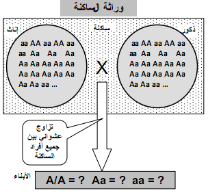 وراثة الساكنة