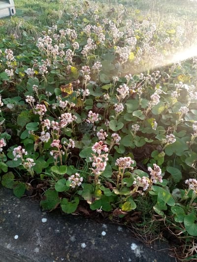 Plants and animals at Lough Atalia