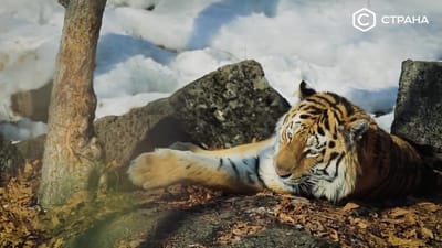 ��������� "������" (�������)