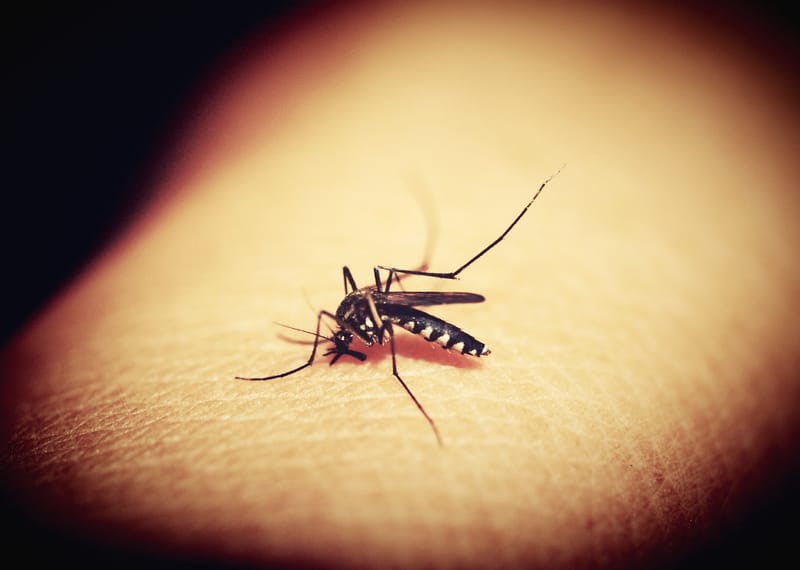 DENGUE OUTBREAK CONTROL