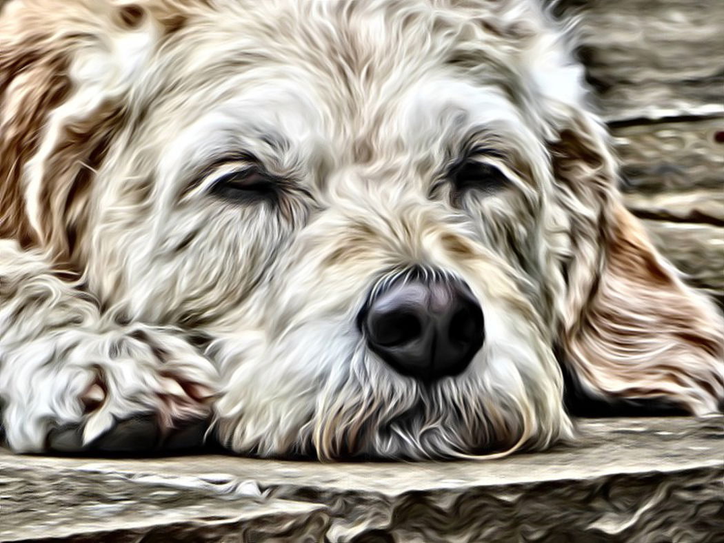 Willie Allan - Lumix TZ70 + Superphoto