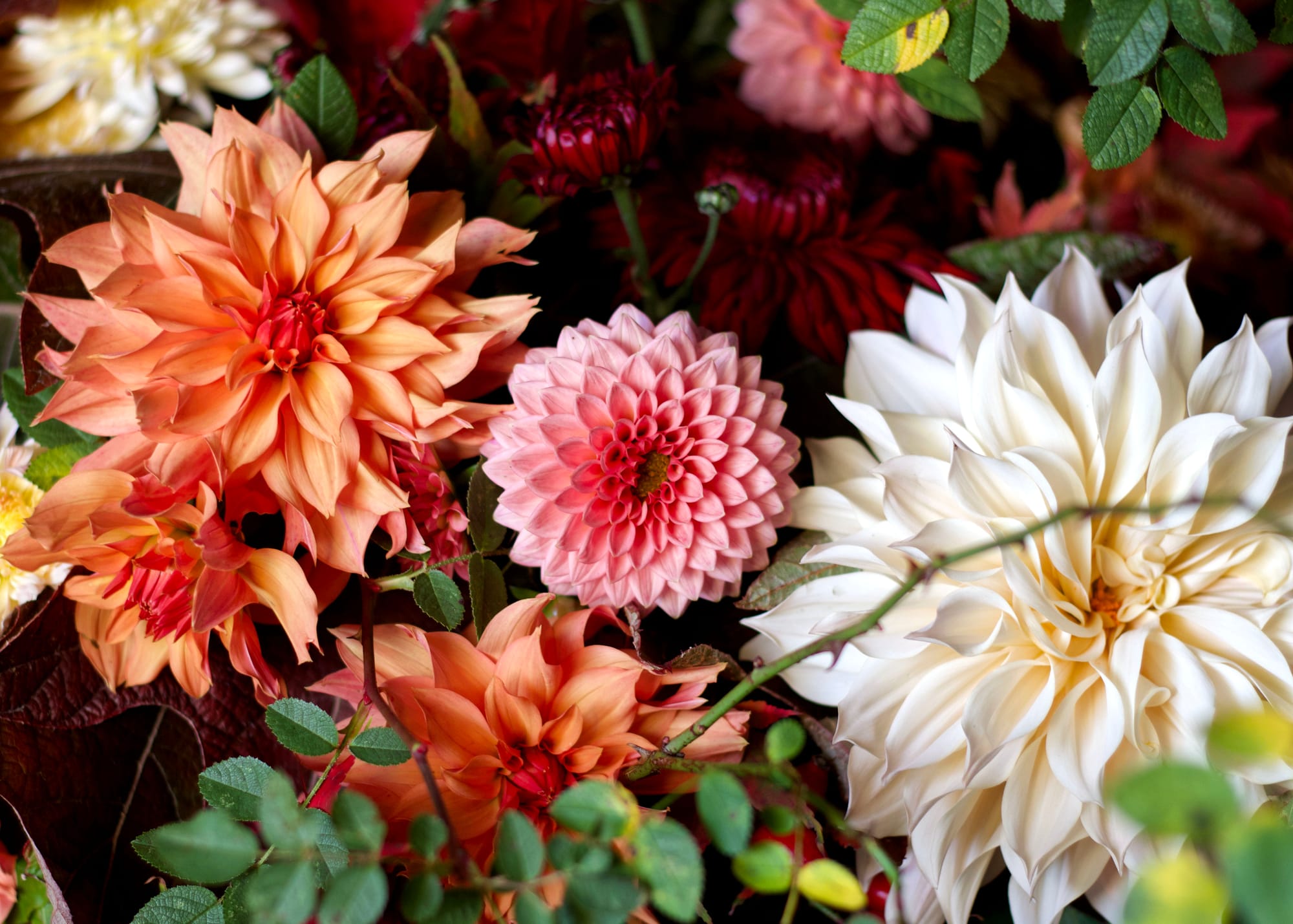 Autumn Dahlia